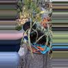 plant/Lepismium Cruciforme 6”-0-thumbnail