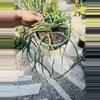 plant/Rhipsalis Paradoxa 6” pot-0-thumbnail