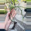 plant/Rhipsalis Paradoxa 5”-0-thumbnail