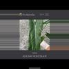 plant/Violet Blade Hybrid corms-0-thumbnail