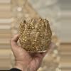 plant/Honeycomb 4x4-0-thumbnail
