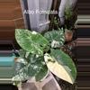 plant/Albo Fornicata CORMS-0-thumbnail
