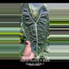 plant/Vanilla Ice Boom Longi Hybrid corm-0-thumbnail