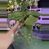 plant/0441 hoya undulata-0-thumbnail