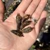 plant/Albo Fornicata CORMS-1-thumbnail