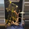 plant/Magnetic Artificial Plant Mount 4 pack-2-thumbnail