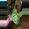 plant/Syngonium Berry Allusion-3-thumbnail