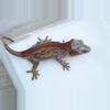 plant/ps420 npv red stripe garg-0-thumbnail