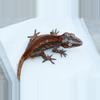 plant/ps414 unsexed red stripe gargoyle-0-thumbnail