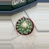 plant/Short spined barrel cactus-0-thumbnail