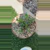 plant/Sarcocoulon vandretii 6”-0-thumbnail