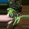 plant/Syngonium Berry Allusion-1-thumbnail