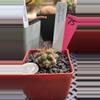 plant/75 copiapoa desertorum-0-thumbnail
