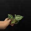 plant/7686 Dorayaki Silver-0-thumbnail