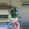 plant/Hanhi sanseveria-0-thumbnail