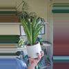 plant/Sansevria crown-0-thumbnail