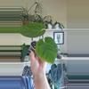 plant/Pink lemonade x eastern dressleri-0-thumbnail