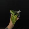 plant/7726 variegated crystal mag x carla Wu2-0-thumbnail