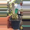 plant/5013 copiapoa taltalensis-0-thumbnail