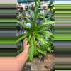 plant/Birdsnest fern-0-thumbnail
