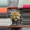 plant/75 copiapoa desertorum-1-thumbnail