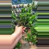 plant/Shangri la pothos-0-thumbnail