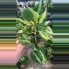 plant/Philo rio-0-thumbnail