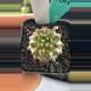 plant/5013 copiapoa taltalensis-1-thumbnail