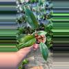 plant/Rojo congo-0-thumbnail