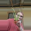 plant/Aloe Vera 2" growers choice-0-thumbnail
