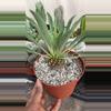 plant/GC Euphorbia-0-thumbnail