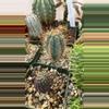 plant/GC Browningia hert-0-thumbnail