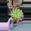 plant/DC Aeonium Shaohua-0-thumbnail
