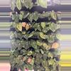 plant/IAS SPECIAL dorayaki x antolakii-1-thumbnail