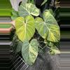 plant/Philodendron Gloriosum Variegated 6”-0-thumbnail