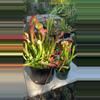 plant/Sarracenia x ‘Judith Hindle’-0-thumbnail