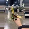 plant/Caramel Marble Special!-0-thumbnail