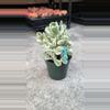 plant/DC cotyledon variegated-0-thumbnail
