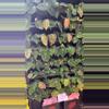 plant/dorayaki x bvep-0-thumbnail