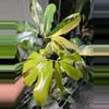 plant/Philodendron Goeldii Variegated-0-thumbnail
