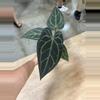 plant/dark and handsome x dark and handsome-0-thumbnail