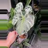 plant/Alocasia Venom 4”-0-thumbnail