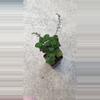 plant/DC Plectranthus ernstii-0-thumbnail