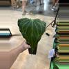 plant/Delta force-0-thumbnail