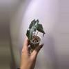 plant/✨Alocasia Venom✨-0-thumbnail