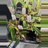 plant/Anthurium palliflorum-0-thumbnail