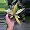 plant/Philodendron Caramel Marble Fire Tiger-0-thumbnail