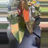 plant/Philo dark lord $9500 whole plant ($1500 per leaf in person)-0-thumbnail
