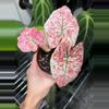 plant/Caladium Bloody Mary 4” GC-0-thumbnail