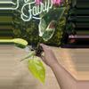 plant/6194 philo white princess aurea-0-thumbnail